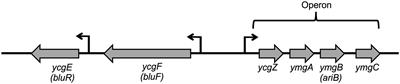 A Novel <mark class="highlighted">Regulatory Cascade</mark> Involving BluR, YcgZ, and Lon Controls the Expression of Escherichia coli OmpF Porin